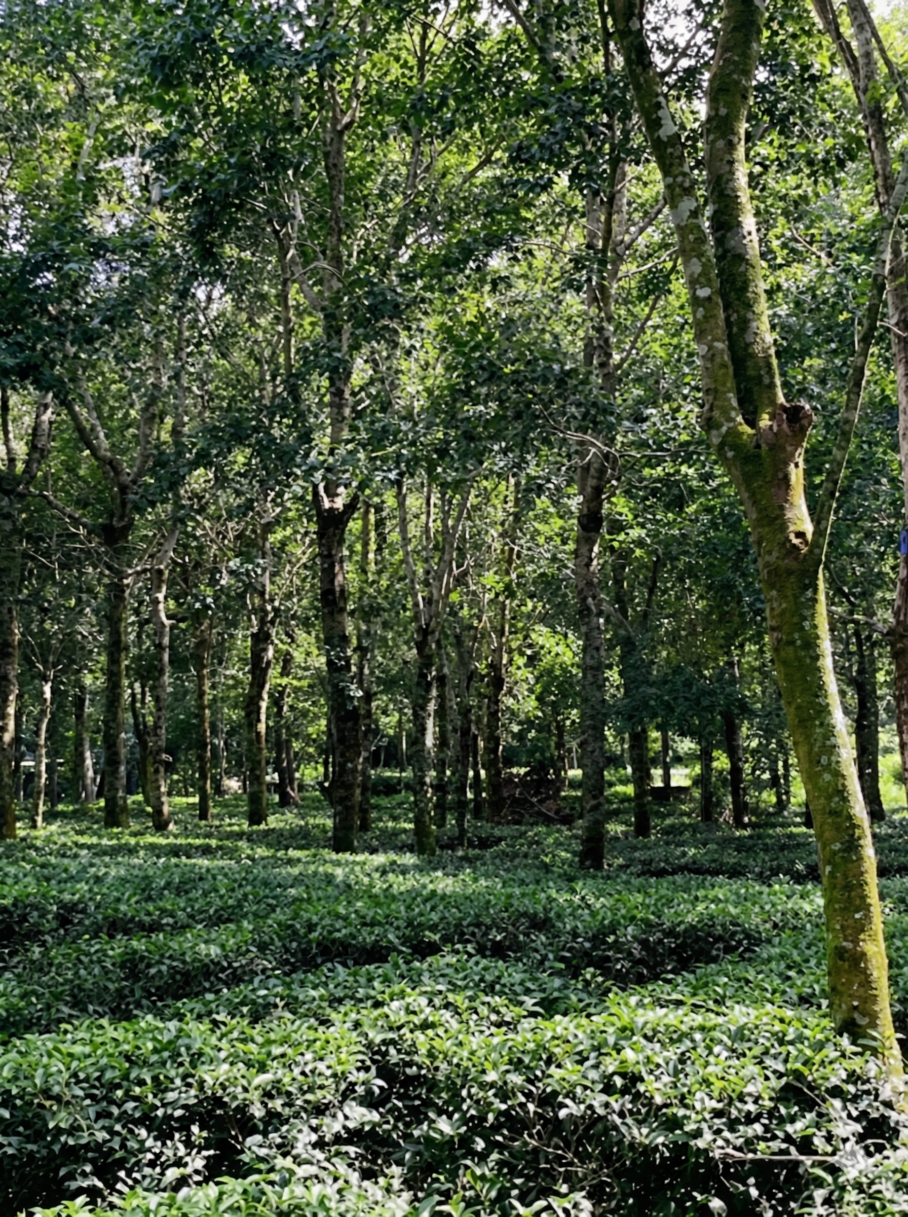 混農林業2 柳婉郁團隊