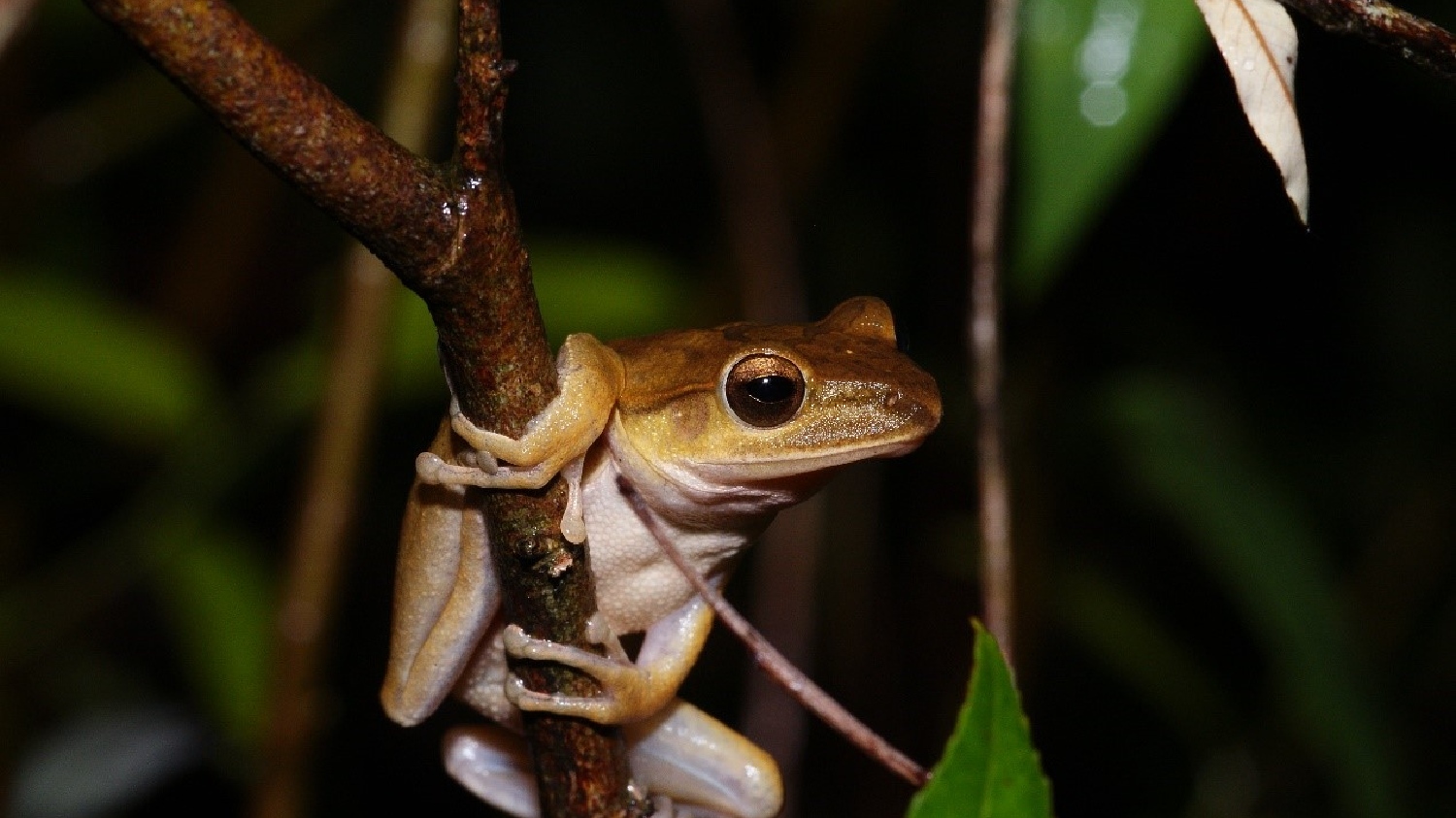 那些雨後抓蛙的日子 新北五股移除四千餘隻斑腿樹蛙 大浪聚