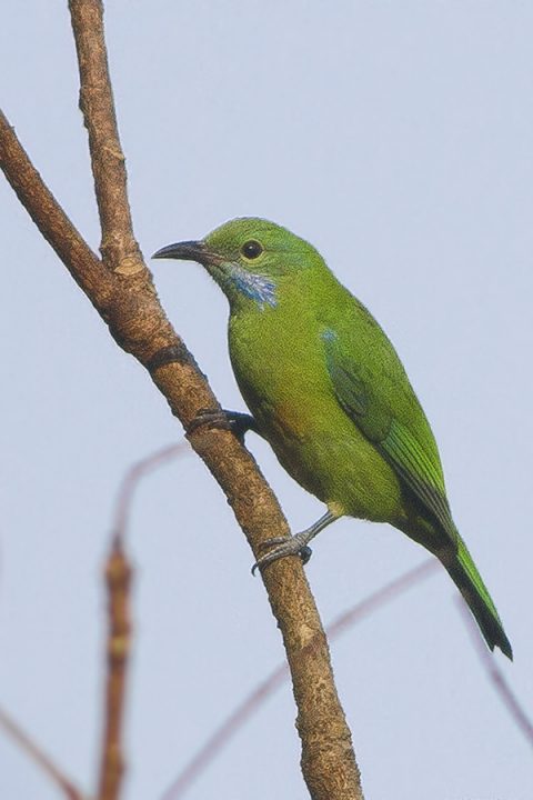 澄腹葉鵯雌鳥。圖／Dibyendu Ash攝於印度。Wiki CC 3.0