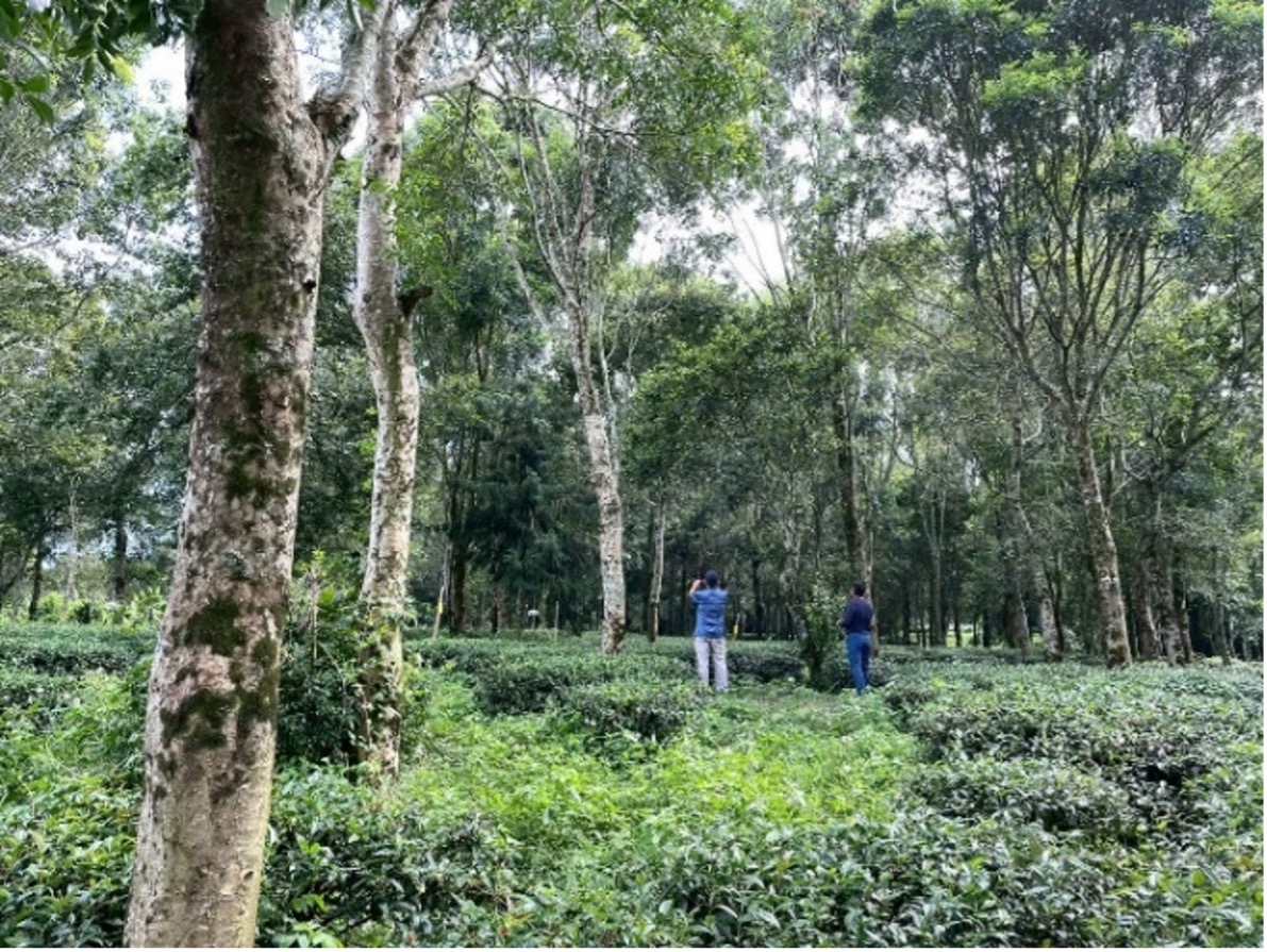 在極端氣候中找到平衡：混農林業的永續智慧