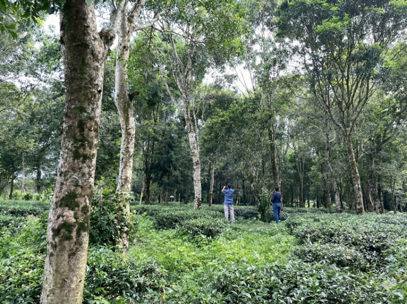 混農林業1 柳婉郁團隊