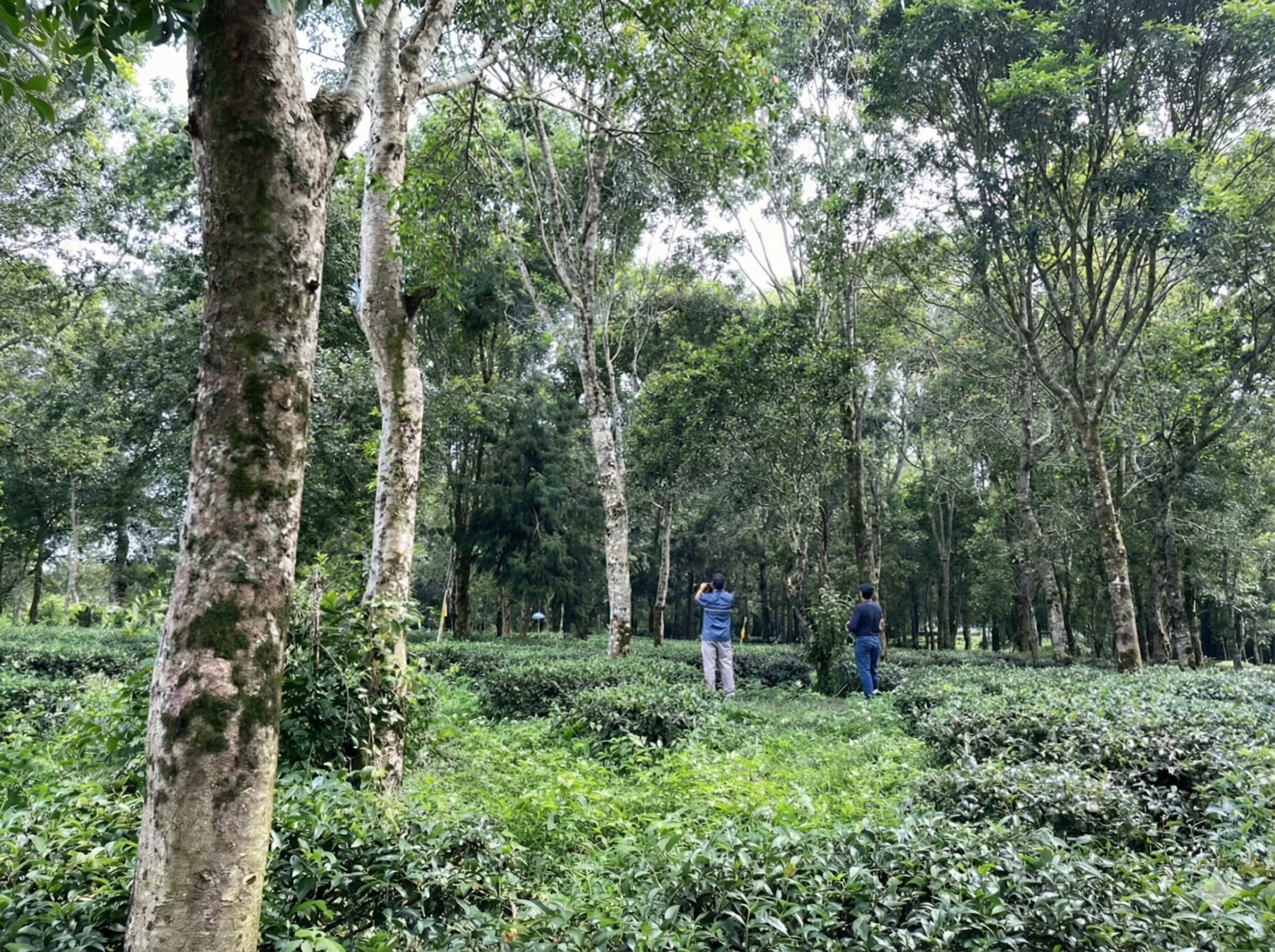 混農林業1 柳婉郁團隊